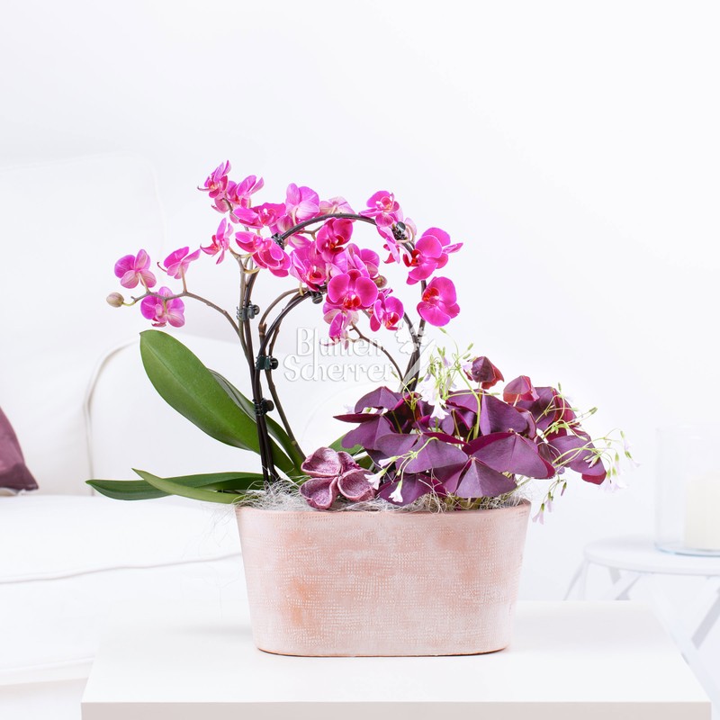 Pflanzenarrangement "Orchidee & Co"