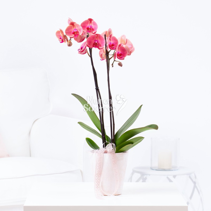Orchideenpflanze mit Übertopf