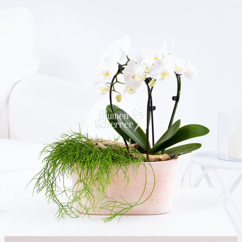 Pflanzenarrangement "Orchidee & Rhipsalis"